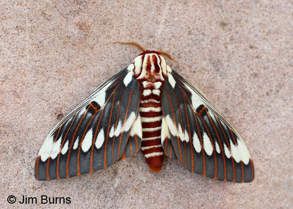 Splendid Royal Moth on pink rock, Arizona