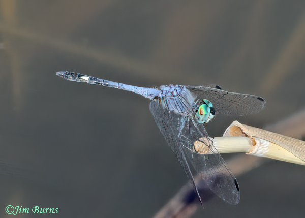 Spot-tailed Dasher male, Hidalgo Co., TX, September 2023--4225
