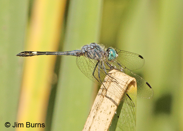 Spot-tailed Dasher male, Hidalgo Co., TX, October 2014