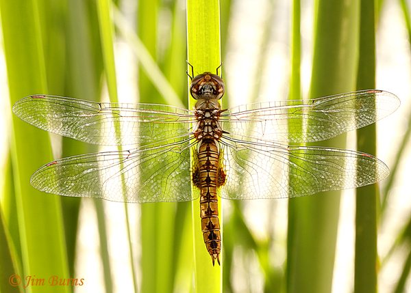 Spot-winged Glider female dorsal view, Maricopa Co., AZ, September 2018--0644