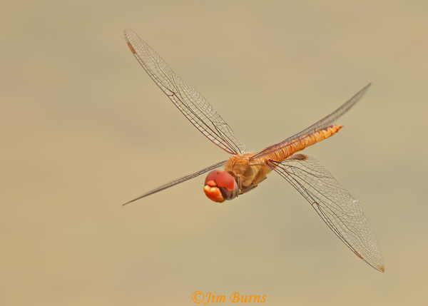 Spot-winged Glider male in flight, Maricopa Co., AZ, August 2022--1661