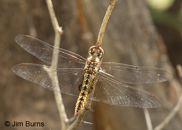 Spot-winged Glider female, Pima Co., AZ, August 2014