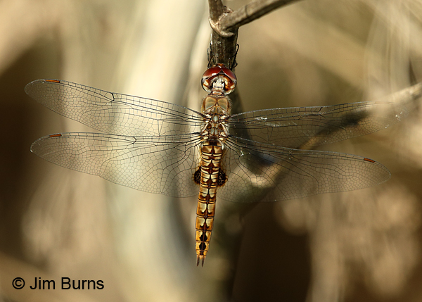 Spot-winged Glider female, Travis Co., TX, August 2017