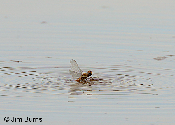 Spot-winged Glider female drowning, Maricopa Co., AZ, September 2016