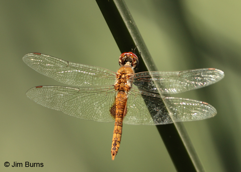 Spot-winged Glider male, Pima Co., AZ, August 2011