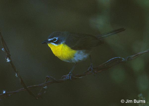 Spotlight on the high wire