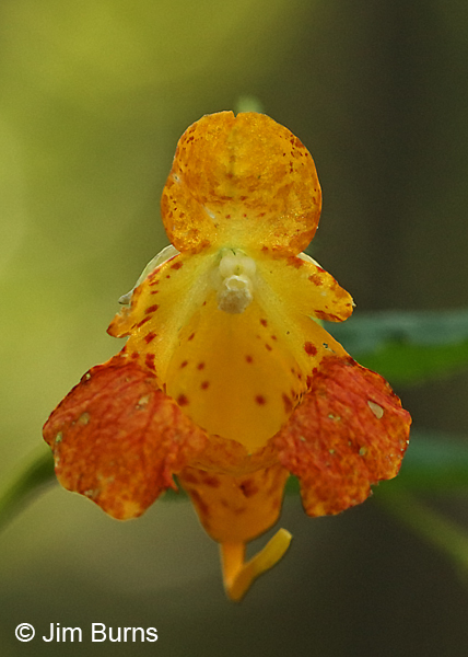 Spotted Jewelweed, Minnesota