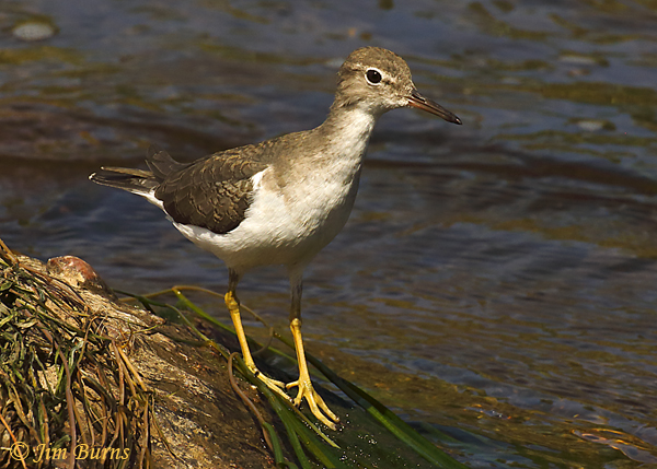 Spotted Sandpiper juvenile foraging amongst rocks--8117