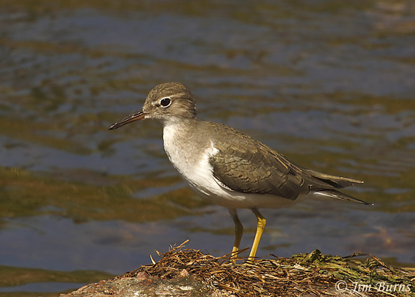 Spotted Sandpiper juvenile foraging amongst rocks--8117