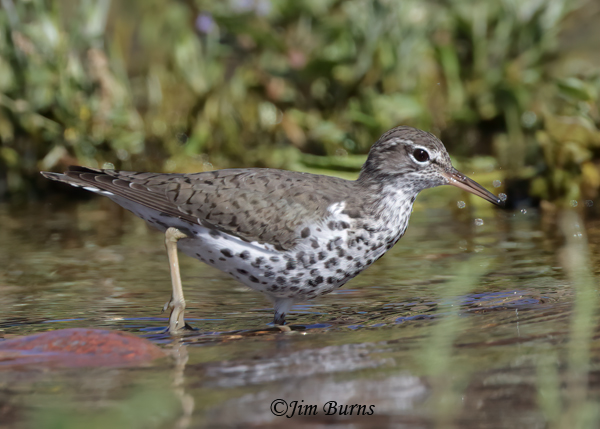 Spotted Sandpiper in water--9625