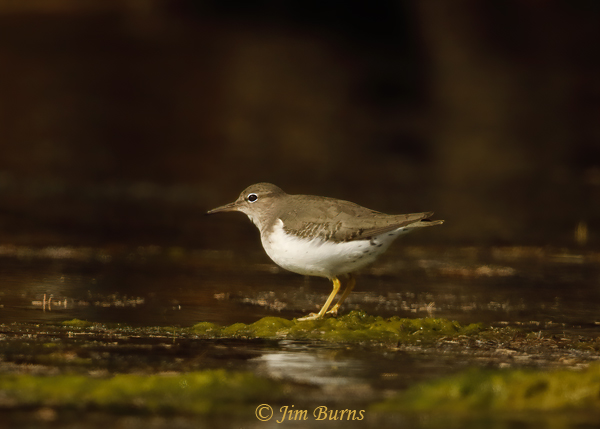 Spotted Sandpiper on algae mat--2332