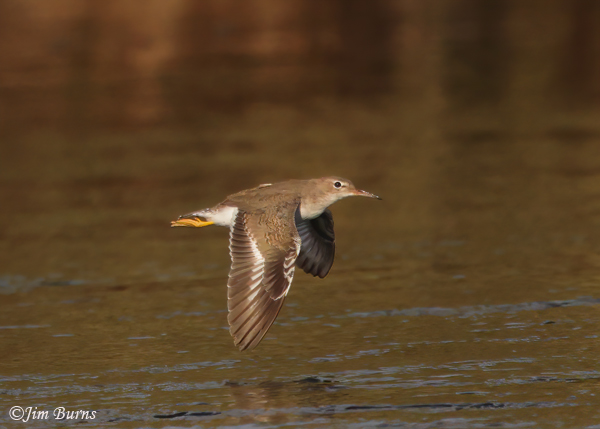 Spotted Sandpiper in flight downstroke--8264--2