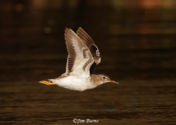 Spotted Sandpiper in flight upstroke--8267