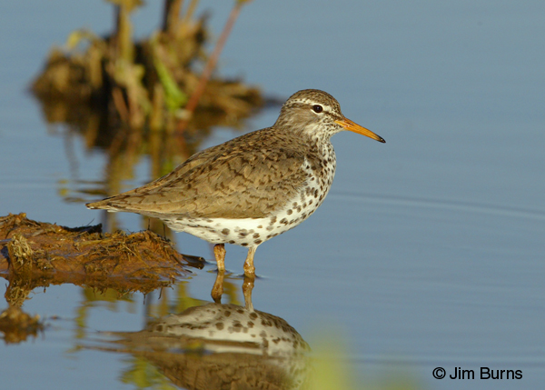 Spotted Sandpiper breeding