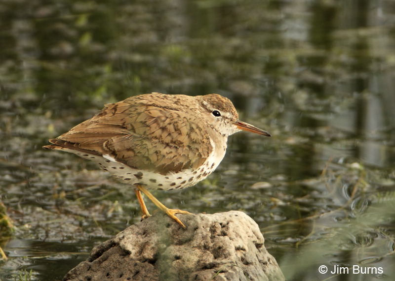 Spotted Sandpiper in prebasic molt