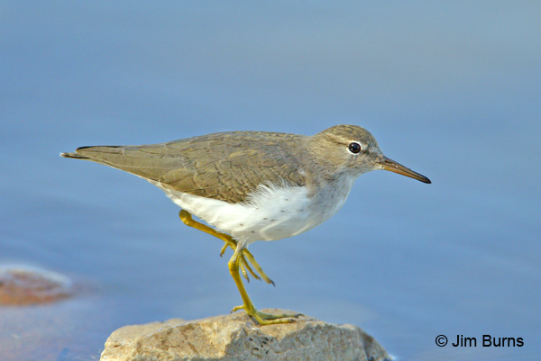 Spotted Sandpiper winter