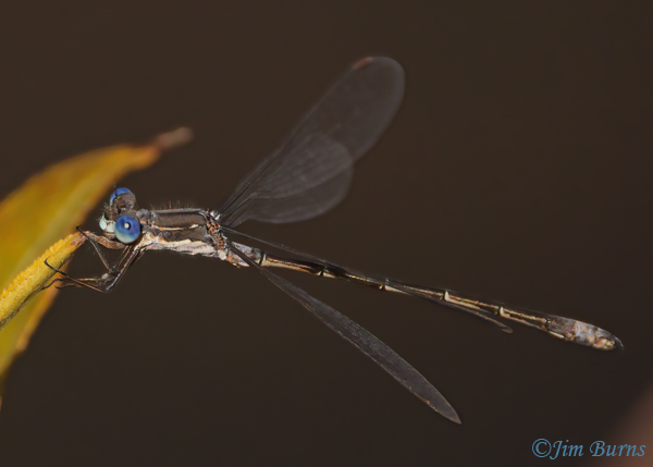 Spotted Spreadwing male, Larimer Co., CO, September 2022--1087