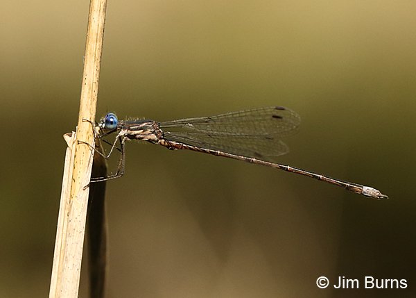 Spotted Spreadwing male, Washington Co., MN, September 2016
