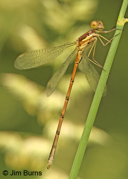 Spotted Spreadwing teneral male, Washington Co., MN, June 2014