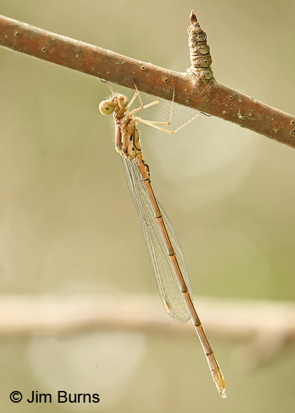 Spotted Spreadwing teneral male, Centre Co., PA, June 2015