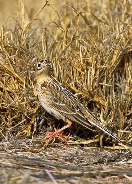 Sprague's Pipit in field