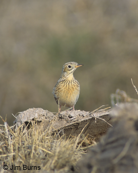 Sprague's Pipit on rock