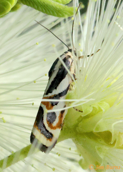 Spragueia magnifica in Tenaza, Arizona--3427