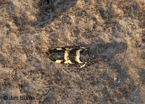 Spragueia funeralis, Arizona