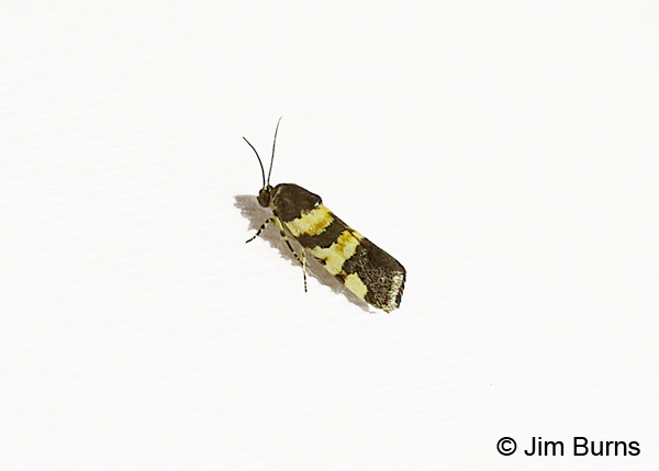 Spragueia funeralis 2, Arizona