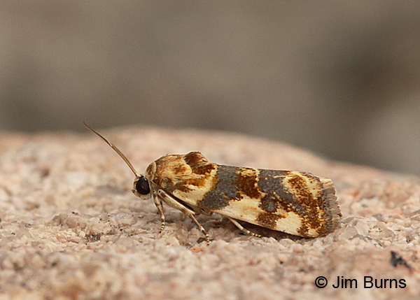 Spragueia obatra, Arizona