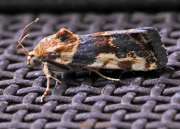 Spragueia obatra, Arizona--1261