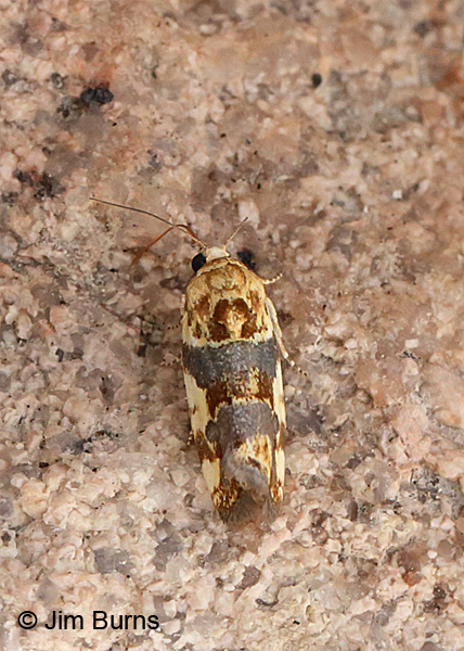 Spragueia obatra dorsal view, Arizona