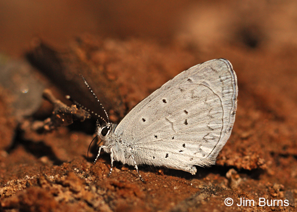 Spring Azure underwing, Arizona