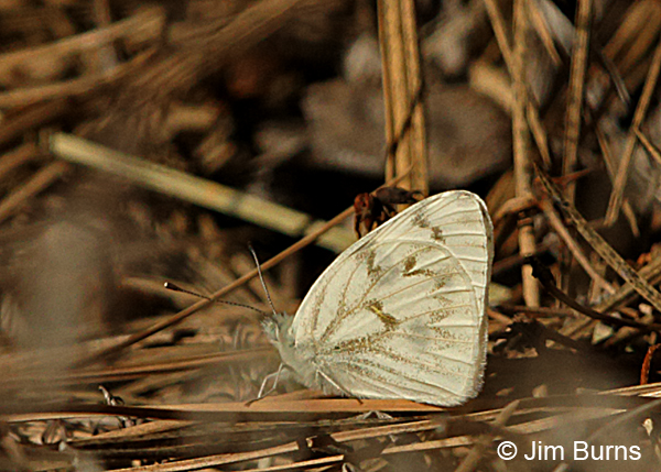 Spring White, Arizona