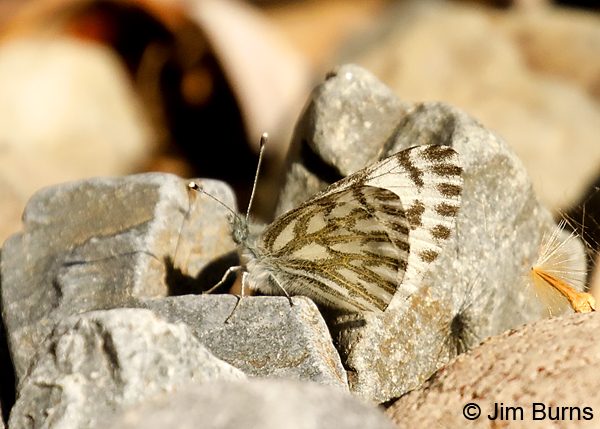 Spring White on rocks, Arizona