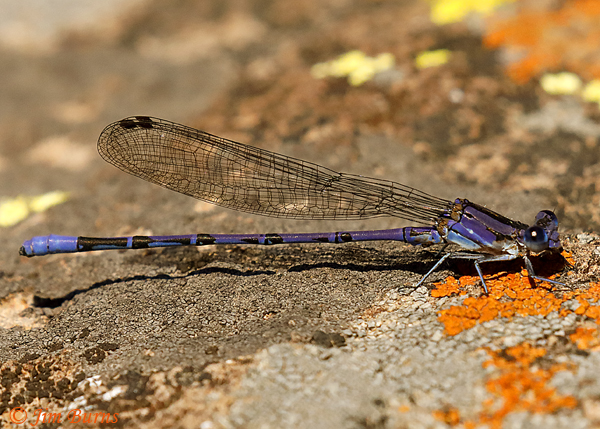 Springwater Dancer male on lichen, Maricopa Co., AZ, April 2020--1135