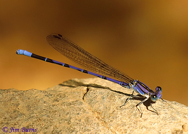 Springwater Dancer male, Maricopa Co., AZ, August 2019--5744