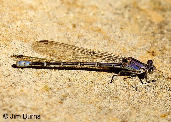 Springwater Dancer immature male, Coconino Co., AZ, June 2018--0221