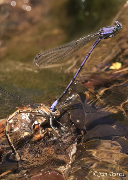 Springwater Dancer pain in tandem, female ovipositing, Maricopa Co.m May 2022--2449