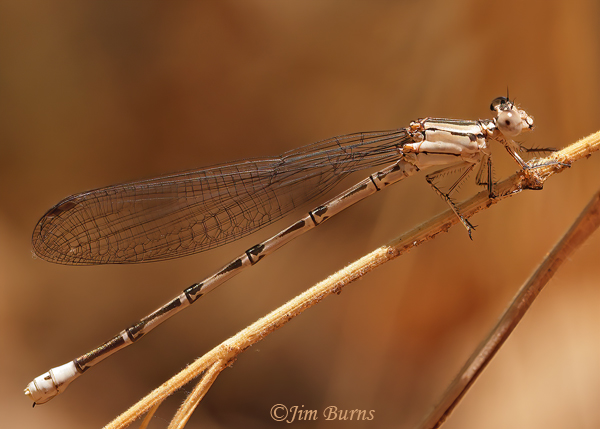 Springwater Dancer female, Yavapai Co., AZ, July 2022--8774