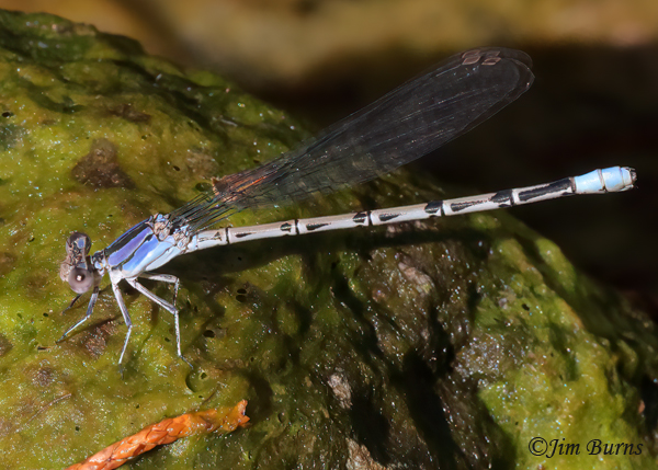 Springwater Dancer blue female, Yavapai Co., AZ, July 2023--9199
