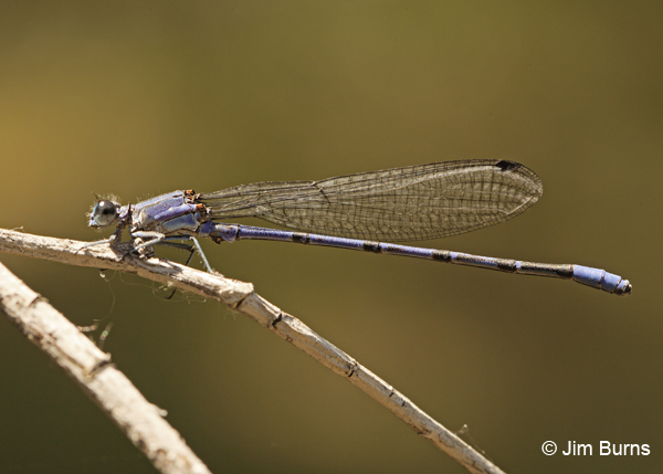 Springwater Dancer male, Maricopa Co., AZ, May 2012
