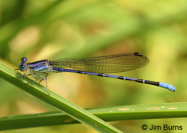 Springwater Dancer violet male, Maricopa Co., AZ, July 2015