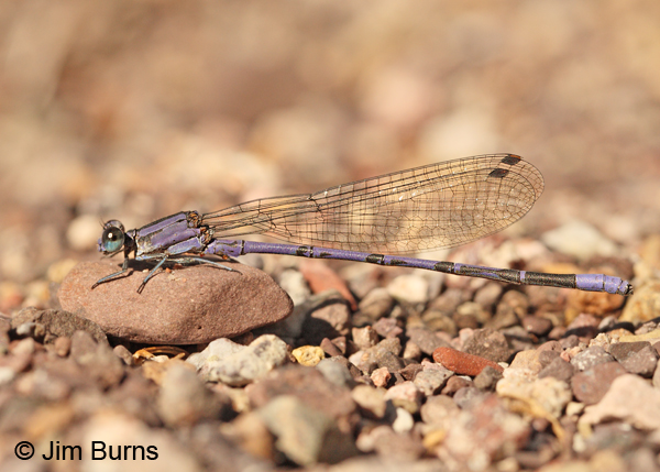 Springwater Dancer male, Santa Cruz Co., AZ, October 2012