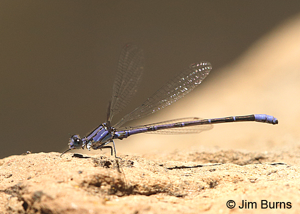 Springwater Dancer male missing 3 legs and 4 feet, Apache Co., AZ, May 2016