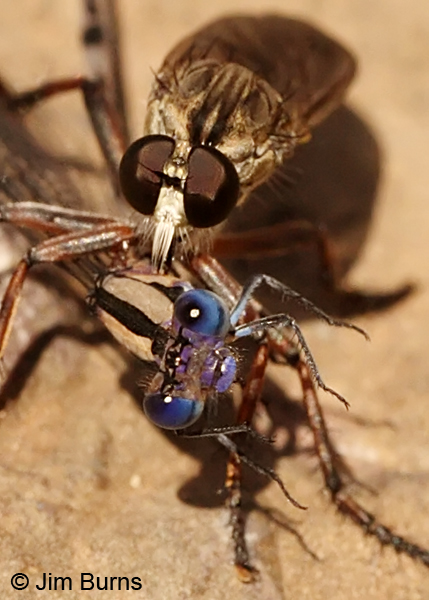 Springwater Dancer male said to the robber fly--You suck--Cochise Co., AZ, July 2013