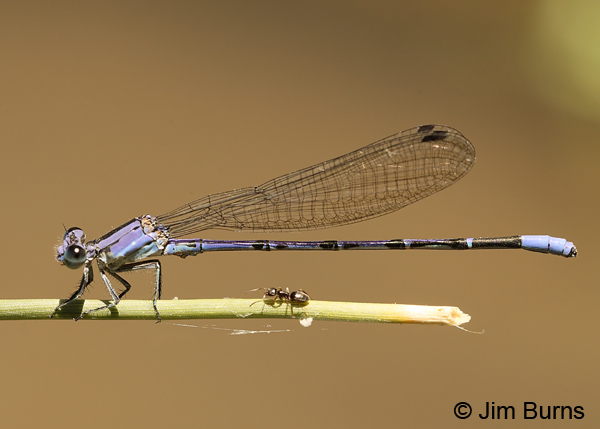 Springwater Dancer male with ant, Maricopa Co, AZ, June 2012