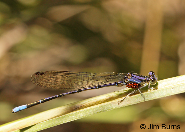 Springwater Dancer male with water mites, Cochise Co., AZ, September 2012