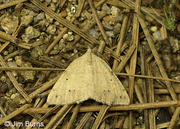 Spurred Wave Moth, Pinal Peak, Arizona