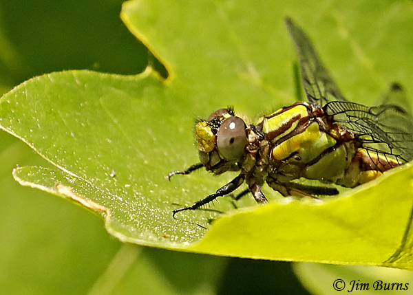 St. Croix Snaketail female thorax, Burnett Co., WI, June 2019--3586